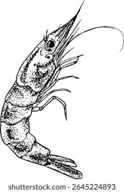 Desenho de linha de camarão em estilo de esboço de tinta descascada para menu de sushi marca frutos do mar embalagem sites culinários e ilustração moderna usar ilustração Vetor