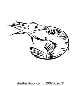 Shrimp line icon in vector hand drawn style isolated on white background