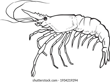 shrimp  line vector illustration , shrimp coloring book