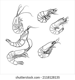 shrimp linear icon vector hand drawing illustration isolated on white background. doodle sketch