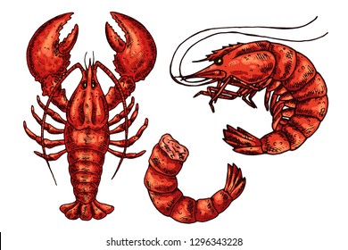 shrimp, lobster, crab isolated vector color sketch icon.