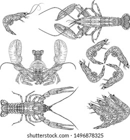 Shrimp and lobster set drawing illustration