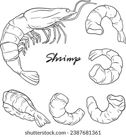 Shrimp, shrimp meat, sushi isolated elements for design on a white background. Vector set, hand drawn illustration. line vector set
