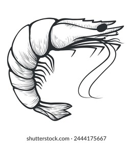 Shrimp ocean sea animal seafood delicacy minimalist line engraved vector illustration. Crustacean prawn shellfish natural wild marine habitat gourmet meal protein food healthy delicious menu