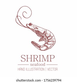 Shrimp on an isolated background of a hand-drawn illustration. Malus is produced by hatch lines. Vintage style. The inhabitants of the sea. Package design. Vector.