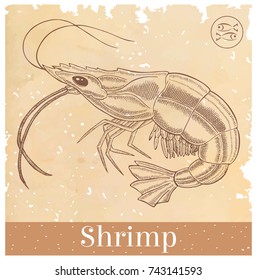 shrimp on old paper