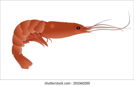 shrimp on a white background