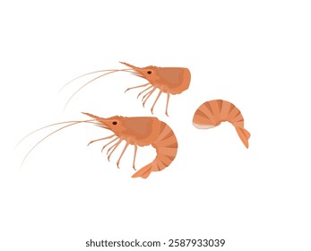 Shrimp on a white background.