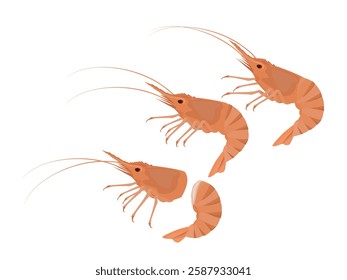 Shrimp on a white background.