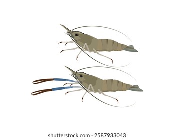 Shrimp on a white background.