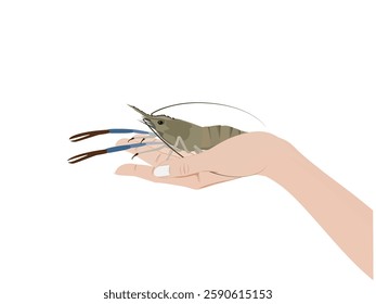 Shrimp on a white background.