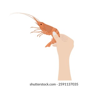 Shrimp on a white background.