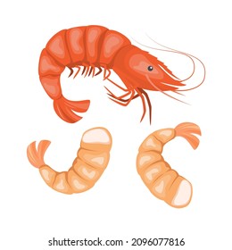 Shrimp on white background, seafood. Vector illustration.