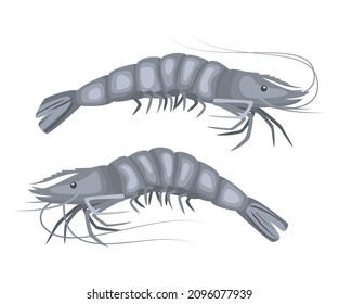 Shrimp on white background, seafood. Vector illustration.