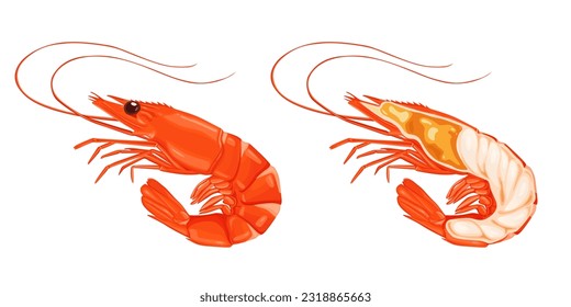 shrimp on white background.Vector illustration