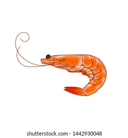 shrimp orange color vector illustration on white background isolated flat design