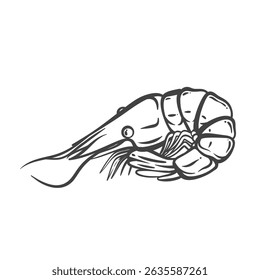 Shrimp outline drawing in curled pose, styled like cooked seafood. Hand drawn doodle illustration of prawn with simple monochrome lines for menu design, packaging, or recipes. Vector illustration.