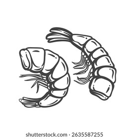 Shrimp outline drawing in hand drawn style. Two curled peeled seafood pieces, simple ink sketch for menus, labels, and pub snack design. Vector illustration.