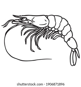 shrimp outline vector illustration,
isolated on white background.Top view