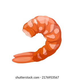 shrimp peeled cartoon. prawn raw, cooked meat, fresh pink king fish shrimp peeled vector illustration