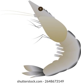 Shrimp is a phylum of invertebrates, class Crustacea, order Decapoda, and consists of many families. Shrimp are aquatic animals that breathe through gills.