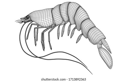 Shrimp polygonal lines illustration. Abstract vector shrimp on the white background
