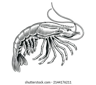 Shrimp or prawn black and white engraving vector illustration for menu, poster or label.