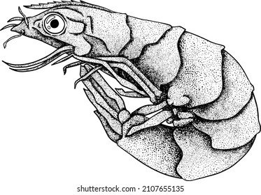 Shrimp, prawn. Collection shrimp, without shell, meat. Realistic vector hand drawn illustration