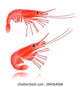 Shrimp prawn cooked isolated on white photo-realistic vector illustration