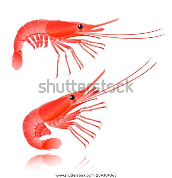 cooked shrimp clipart border