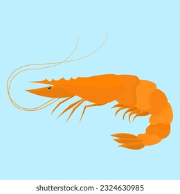 Shrimp, Prawn in flat vector illustration design