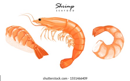 Shrimp prawn icons set. Boiled Shrimp drawing on a white background. Collection shrimp, shrimps without shell, shrimp meat, sushi. Realistic vector illustration for banner, promo.