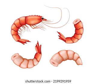 Shrimp prawn icons set. Boiled pink shrimp on white background. Collection shrimp without shell, meat. Food and cooking concept. Realistic 3d vector illustration