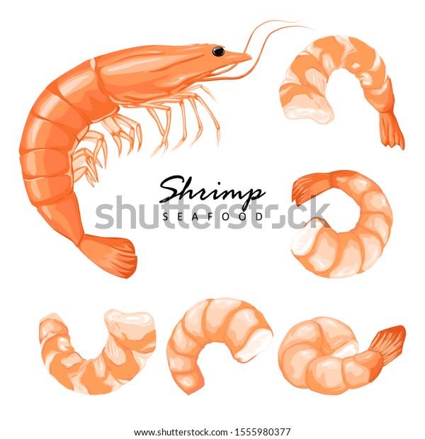 Shrimp prawn icons set. Boiled Shrimp\
drawing on a white background. Collection shrimp, shrimps without\
shell, shrimp meat. Realistic vector\
illustration