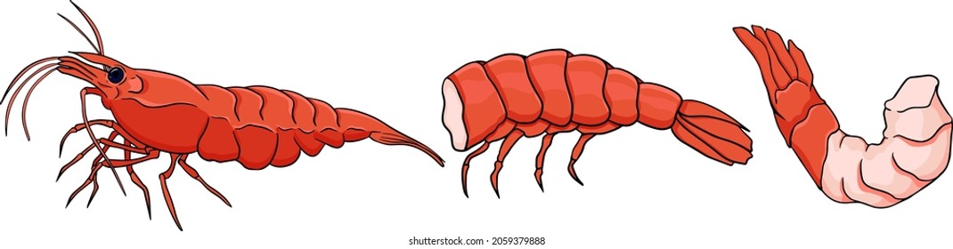 Shrimp, prawn icons set. Collection shrimp, without shell, meat. Realistic vector illustration