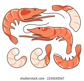 Shrimp and prawn isolated in the white background: Shrimps without shells, shrimp meat. Seafood cartoon icon vector illustration flat design drawing.