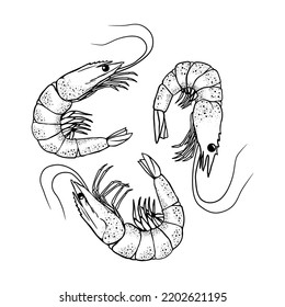 Shrimp or prawn line art sketch. Hand drawn ink black and white stock vector illustration.