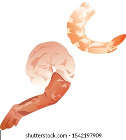 Shrimp, Prawn, raw, vector Illustrator
