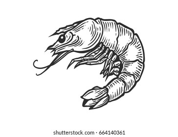 Shrimp, prawn seafood nature ocean aquatic underwater vector. Hand drawn marine engraving illustration on white background. Sea animal