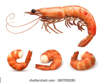 Shrimp or prawn set. delicious cooked seafood. shelled shrimp tail. 3d realistic vector illustration isolated on white background