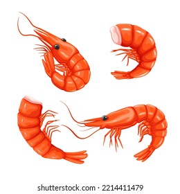 Shrimp and prawn set vector illustration. Cartoon isolated whole sea or ocean crustacean animal, headless or with head, tail and shell, gourmet healthy food ingredient from seafood restaurant menu