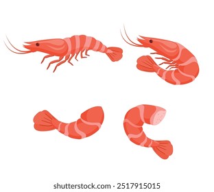 Shrimp and prawn set vector illustration. Cartoon isolated whole sea or ocean crustacean animal, headless or with head, tail and shell, gourmet healthy food ingredient from seafood restaurant menu