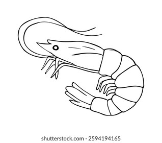  Shrimp prawn sketch, linear drawing. Hand-drawn seafood  illustration for a menu, poster, or label.