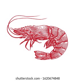 Shrimp prawn vector engraving hand drawn llustration