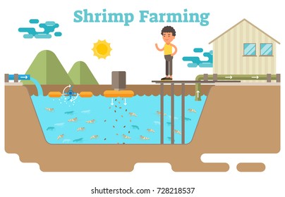 Shrimp / prawns farming