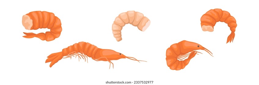 Shrimp or Prawns Raw and Cooked Delicious Seafood Vector Set