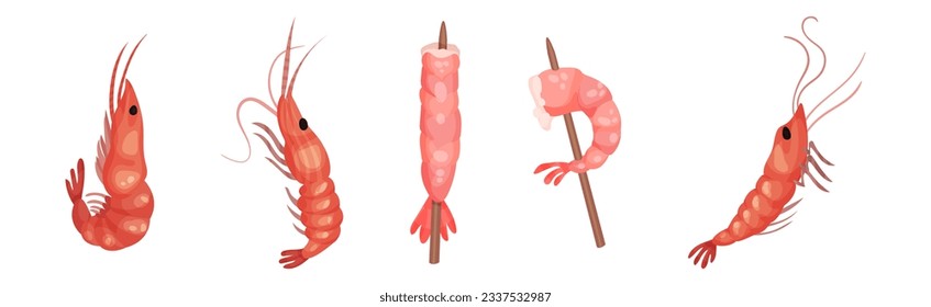 Camarón o gambas crudas y cocinados Deliciosos vectores de pescado