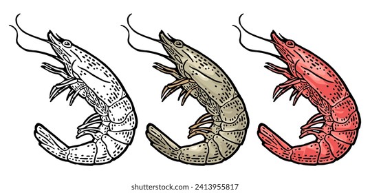 Shrimp raw and cooked isolated on white background. Vector color vintage engraving illustration for menu, web and label. Hand drawn in a graphic style.