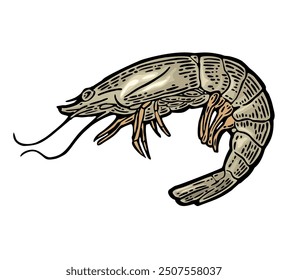 Shrimp raw isolated on white background. Vector color vintage engraving illustration for menu, web and label. Hand drawn in a graphic style.
