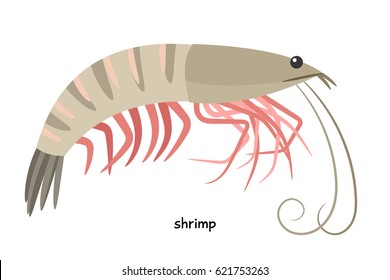 Shrimp -  sea animal